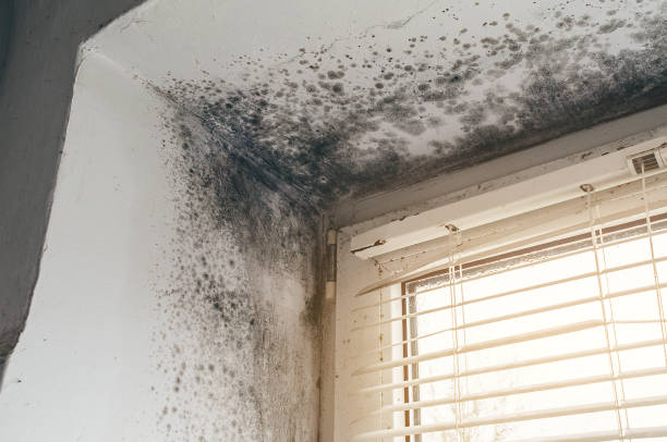 Affordable Black Mold Remediation solutions in Moon, VA